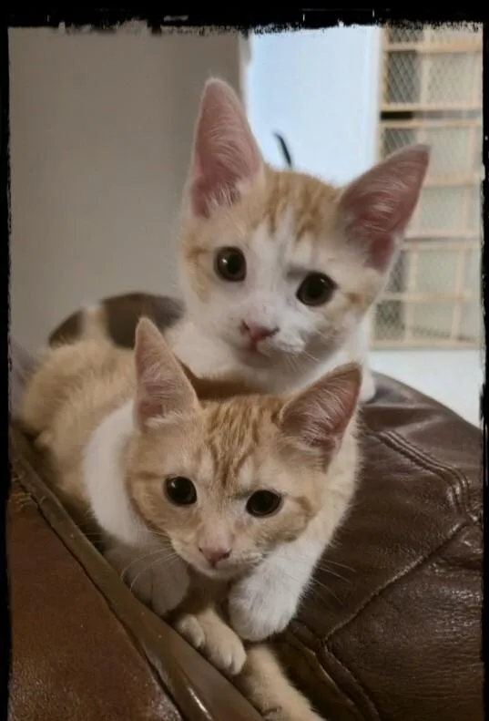 Butterscotch Bonded To Coconut thumbnail 4