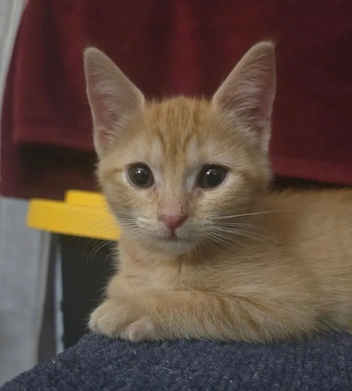 Butterscotch Bonded To Coconut thumbnail 5