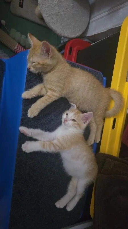 Butterscotch Bonded To Coconut thumbnail 6