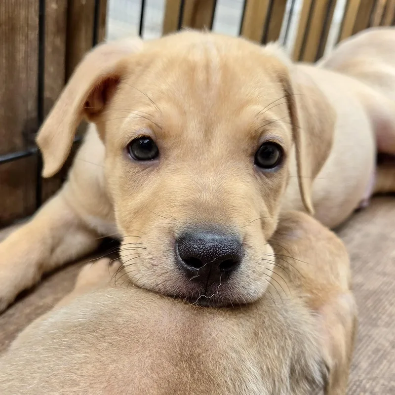 A baby medium-sized male Golden Labrador Retriever dog named Elton John for adoption in Prior Lake, MN