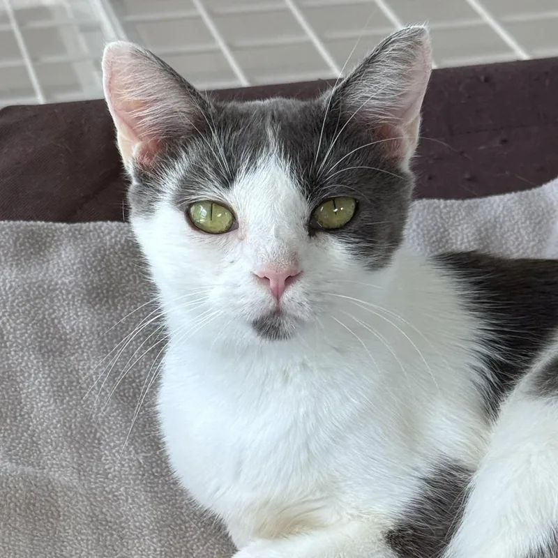 A young medium-sized female Gray / Blue / Silver Domestic Short Hair cat named Ruthie for adoption in Chapel Hill, NC