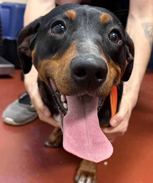 An adult medium-sized female Dachshund dog named Roweena for adoption in Salisbury, MD