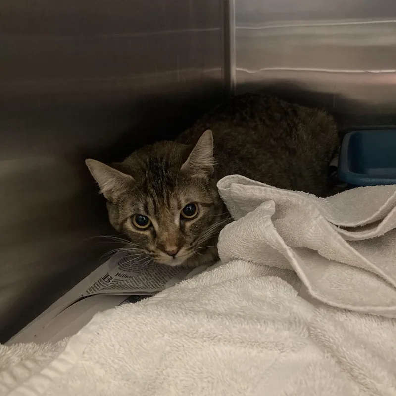 A young large-sized female Gray / Blue / Silver Domestic Short Hair cat named Tabitha for adoption in Galveston, TX