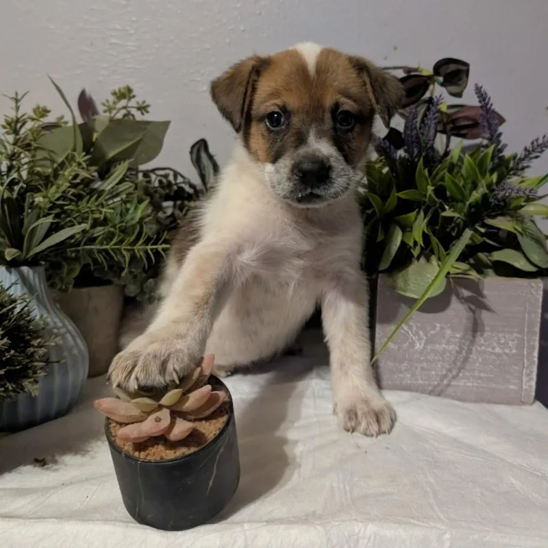 A baby small-sized male White / Cream Mixed Breed dog named Country for adoption in Midland, TX