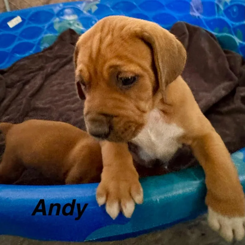 Andy