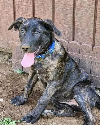 A young medium-sized female Labrador Retriever dog named Brigitte for adoption in Barnhart, MO