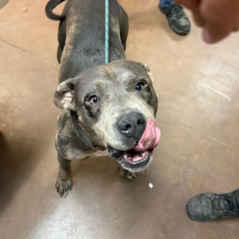 An adult large-sized female Gray / Blue / Silver Pit Bull Terrier dog named Lena for adoption in Flagstaff, AZ
