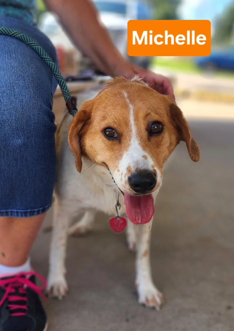 An adult medium-sized female White / Cream Beagle dog named Michelle for adoption in Clinton, MO