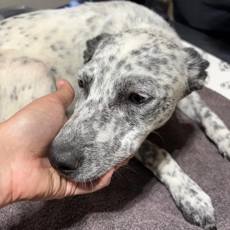 Perdita