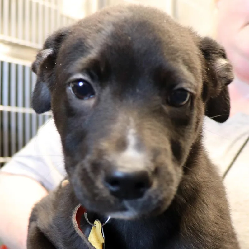 A baby small-sized female Tricolor (Brown, Black, & White) Mixed Breed dog named Stitch for adoption in Port Washington, NY