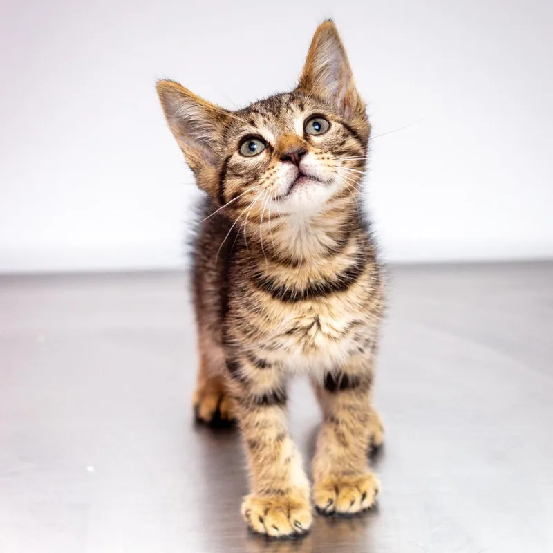 A baby small-sized male Gray / Blue / Silver Domestic Short Hair cat named Lemon Pepper for adoption in Hattiesburg, MS