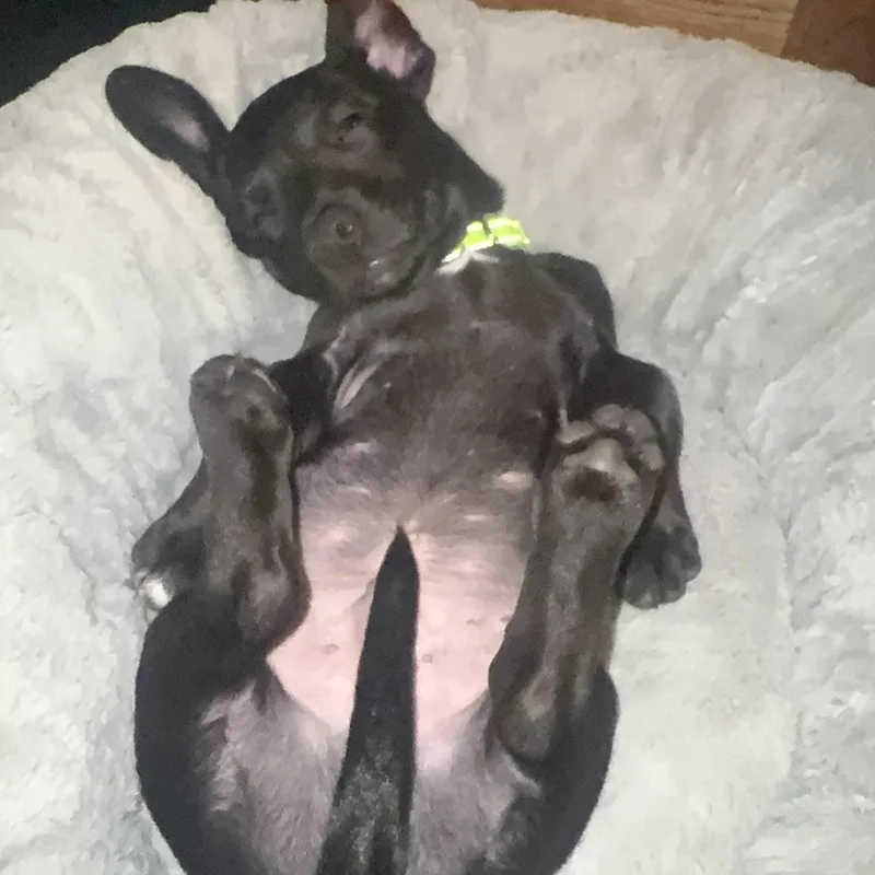 A baby medium-sized male Black Dachshund dog named Simon for adoption in Prior Lake, MN