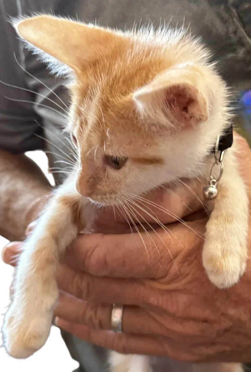 Fitty Junior thumbnail 2