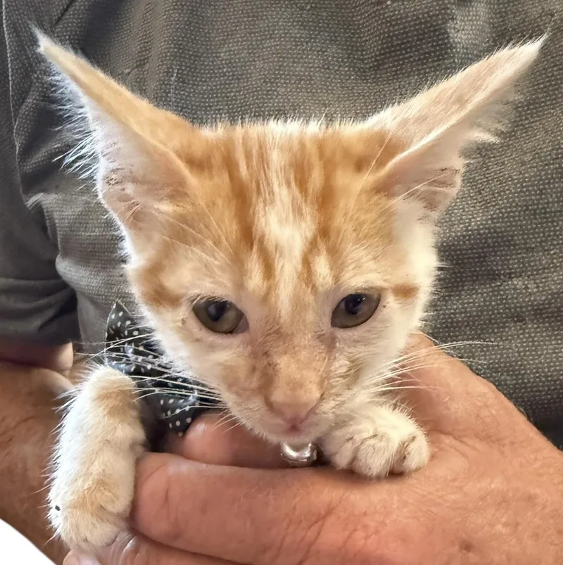 Fitty Junior thumbnail 3