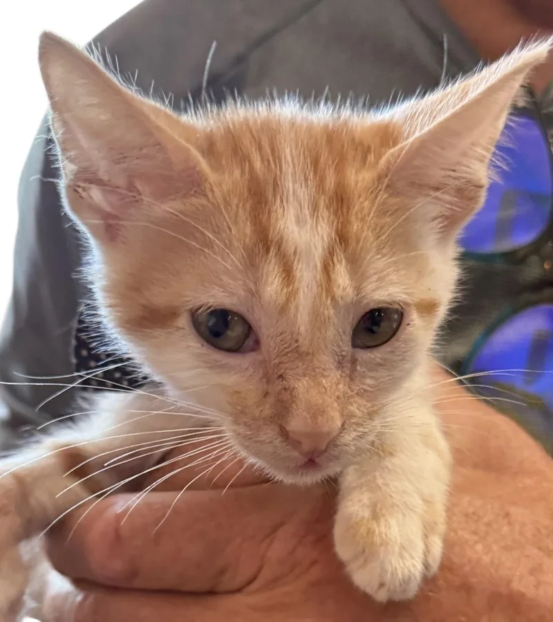 Fitty Junior thumbnail 4