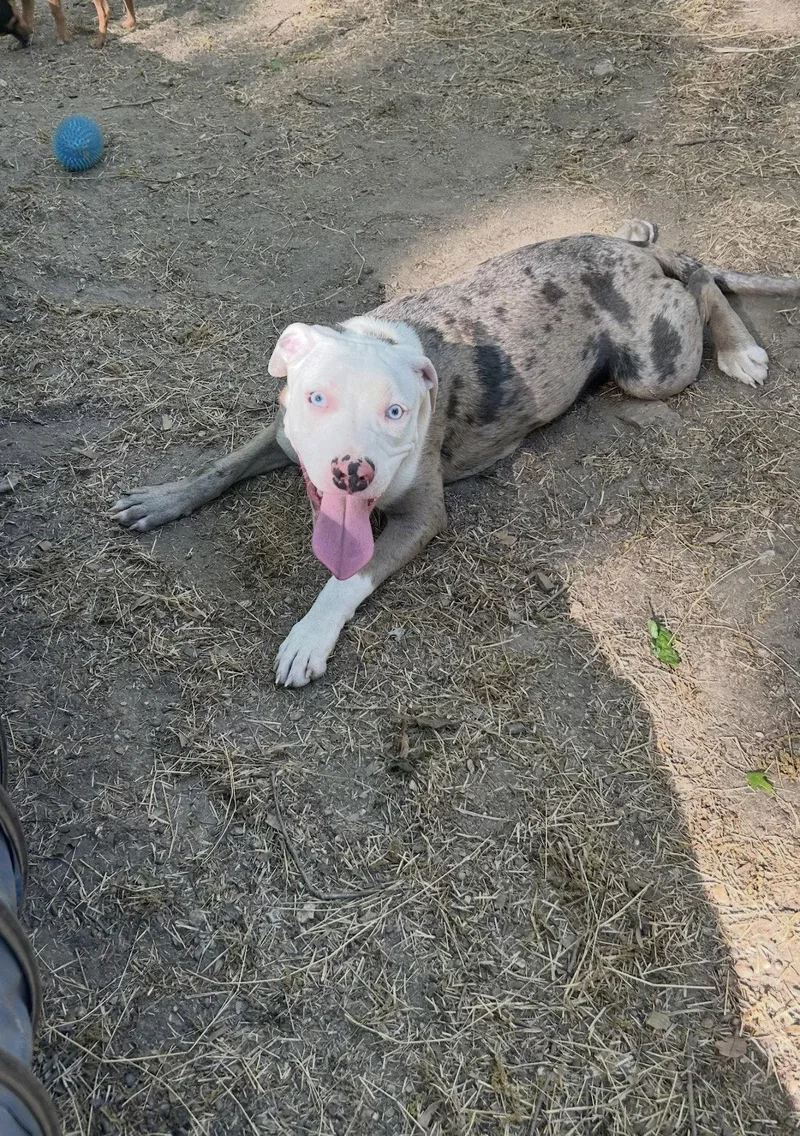 A young medium-sized female Pit Bull Terrier dog named Nova for adoption in Ball Ground, GA