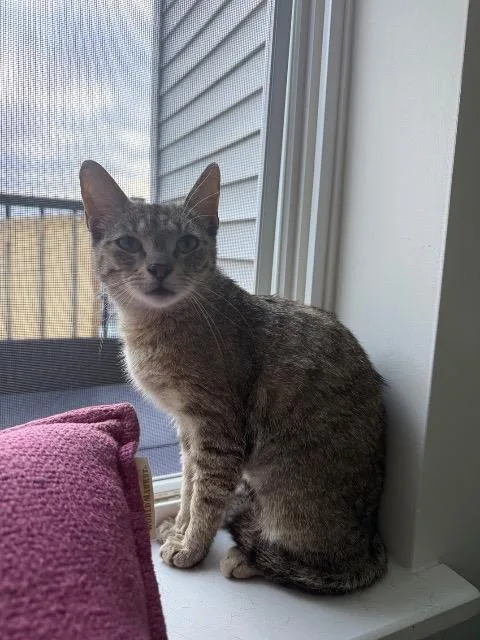 A young medium-sized female Domestic Short Hair cat named Chromium for adoption in Cincinnati, OH