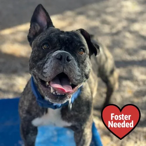 An adult medium-sized female Gray / Blue / Silver English Bulldog dog named Nebula for adoption in Las Vegas, NV