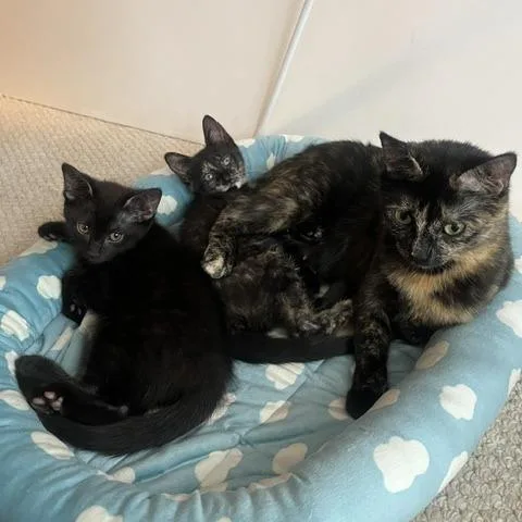 A baby small-sized female Tortoiseshell Domestic Short Hair cat named Adora for adoption in Wheeling, IL