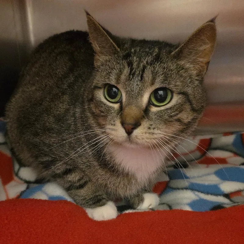 A young medium-sized female Brown / Chocolate Domestic Short Hair cat named Mittens for adoption in Council Bluffs, IA