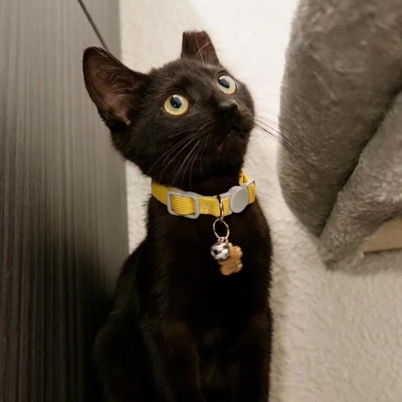 A baby small-sized male Black Domestic Short Hair cat named Sirius for adoption in Sunnyvale, CA