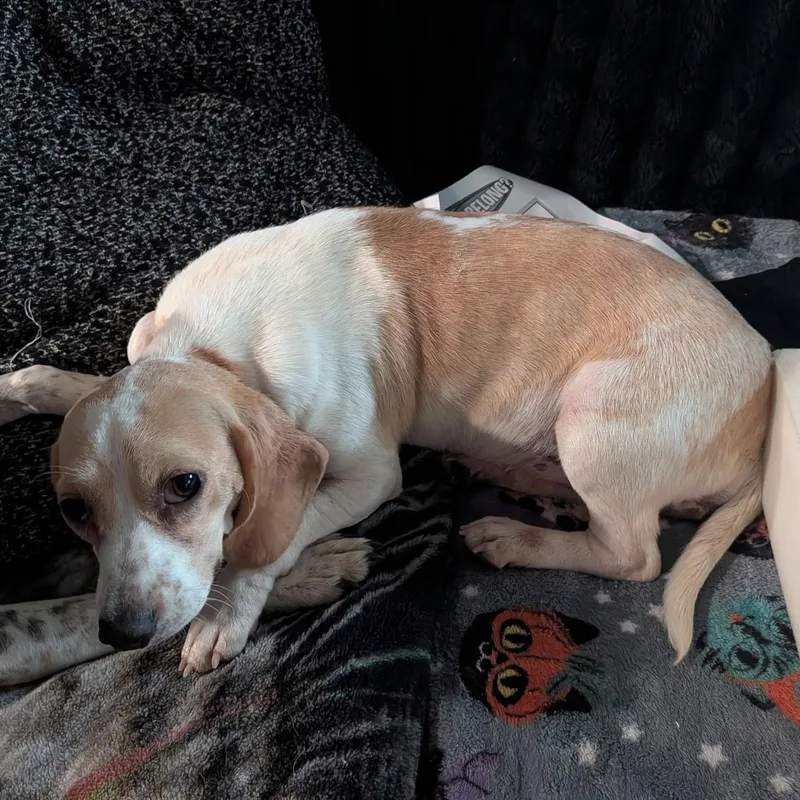 A young small-sized female Beagle dog named Bella for adoption in atlanta, GA