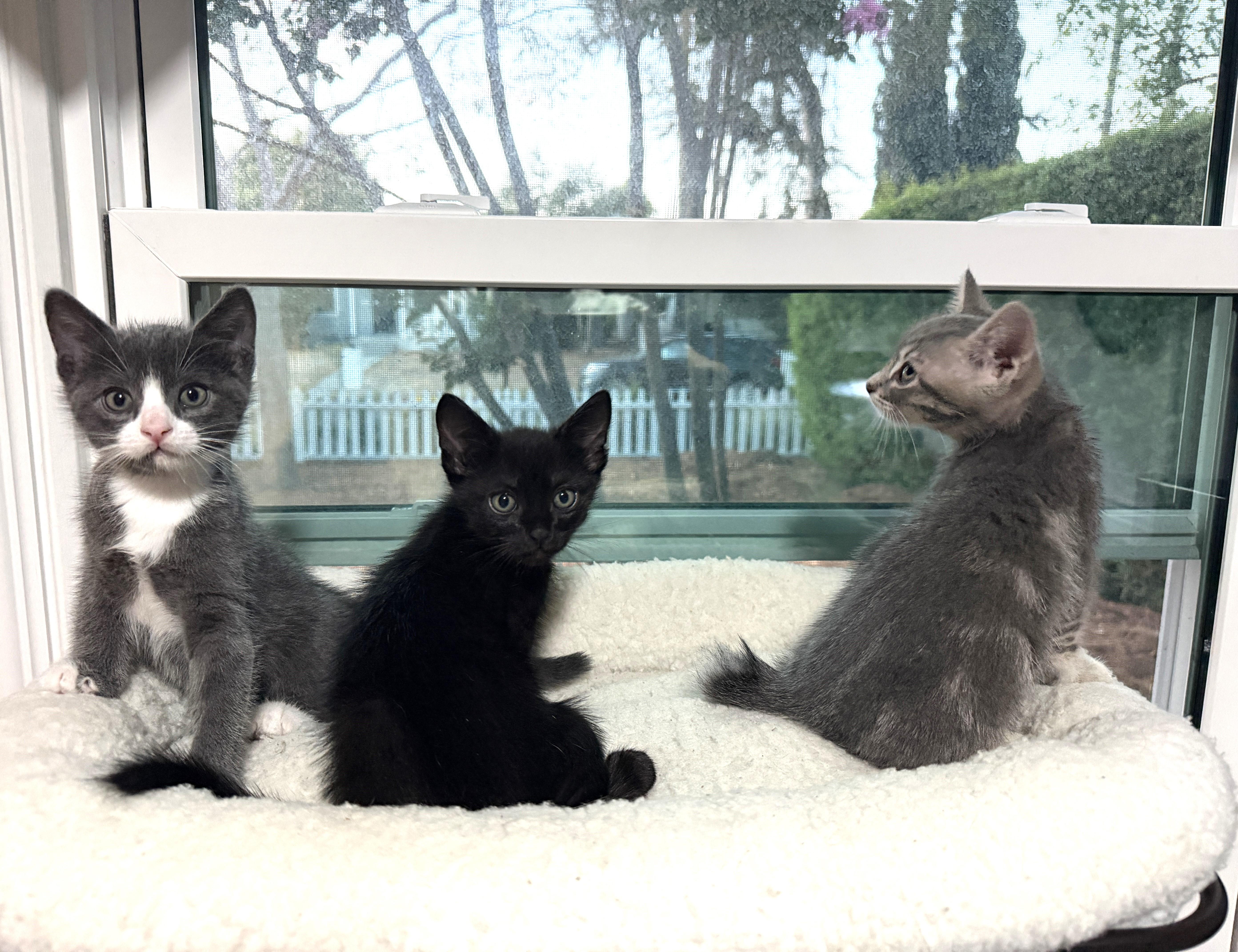 A baby small-sized male Gray & White Domestic Short Hair cat named Orion for adoption in Burbank, CA