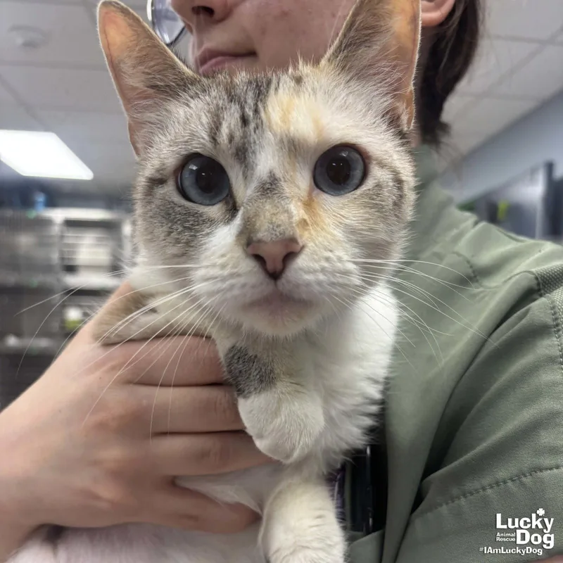 An adult medium-sized female Domestic Short Hair cat named Tinkerbell for adoption in Washington, DC