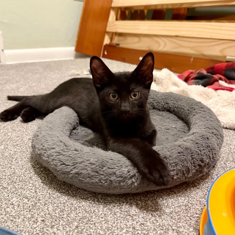 A baby small-sized male Black Domestic Short Hair cat named Bert for adoption in Pittsburgh, PA