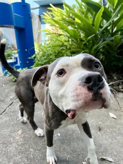 An adult medium-sized male Pit Bull Terrier dog named Cletus for adoption in New Orleans, LA