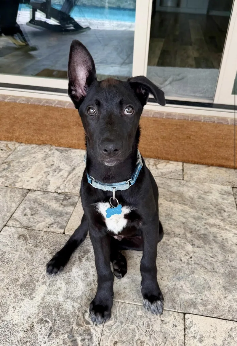 A baby large-sized male Black Shepherd dog named Bruin for adoption in Alvin, TX
