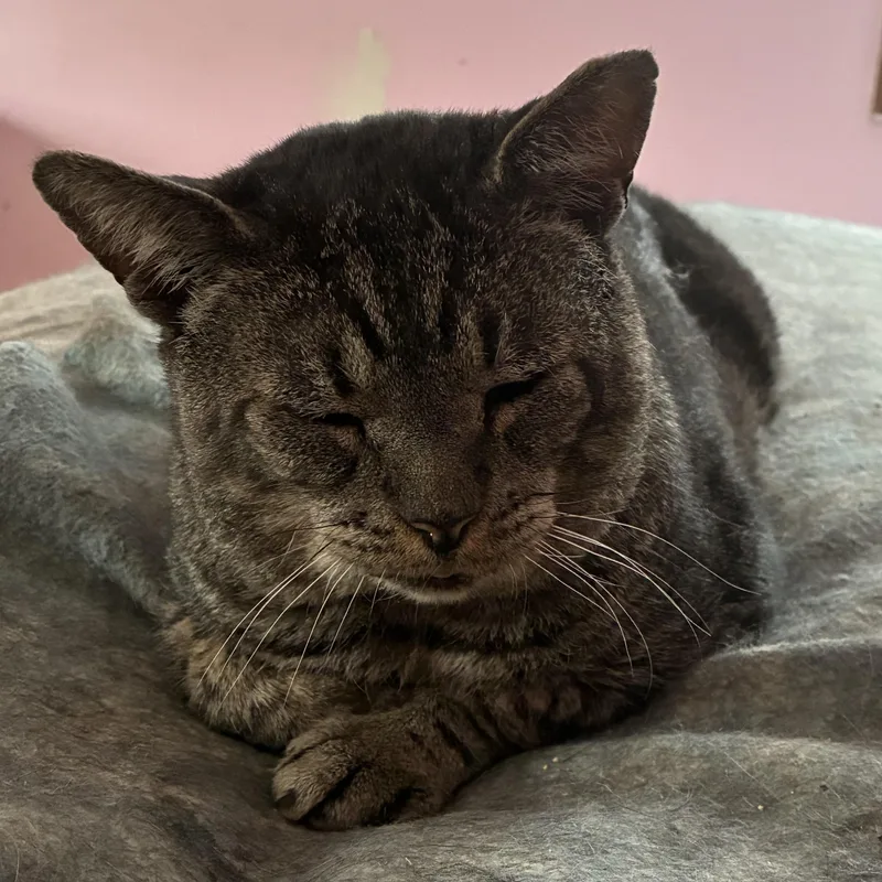 An adult medium-sized male Domestic Short Hair cat named Mutley for adoption in Spotswood, NJ