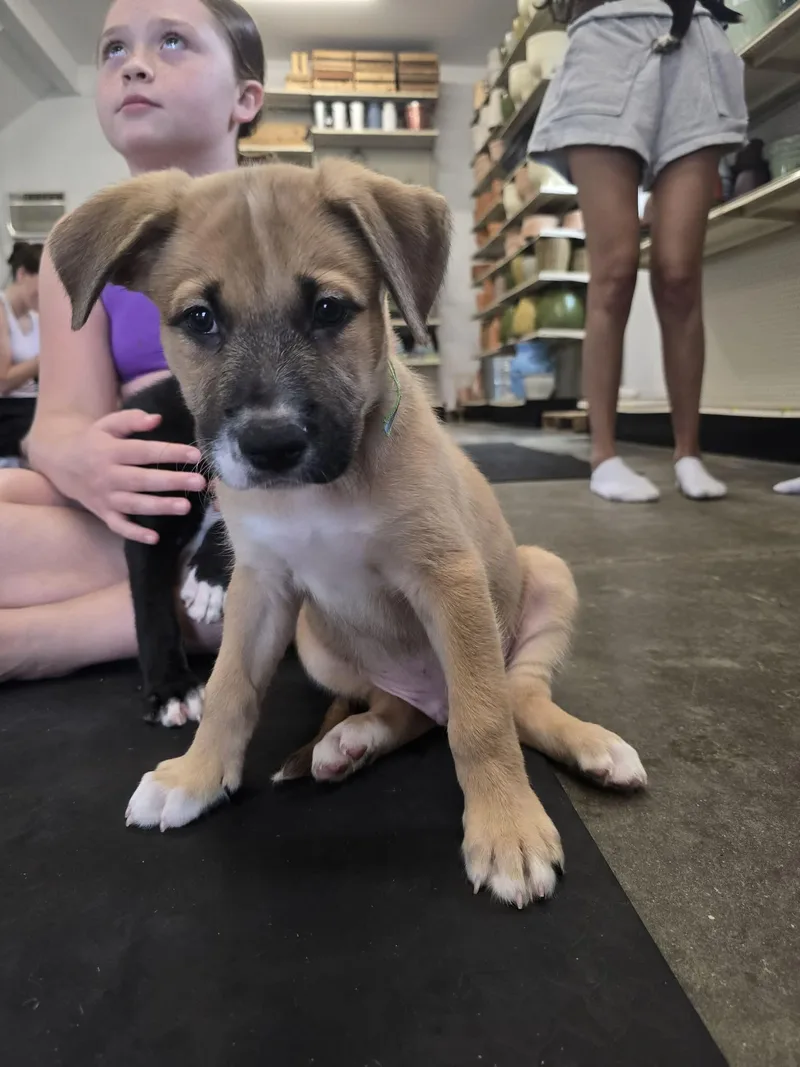 A baby medium-sized male Mixed Breed dog named Ammo for adoption in Holbrook, NY