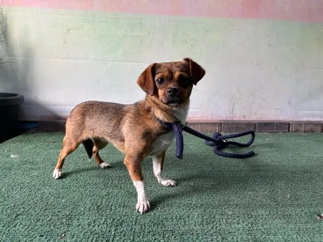 Chiquita