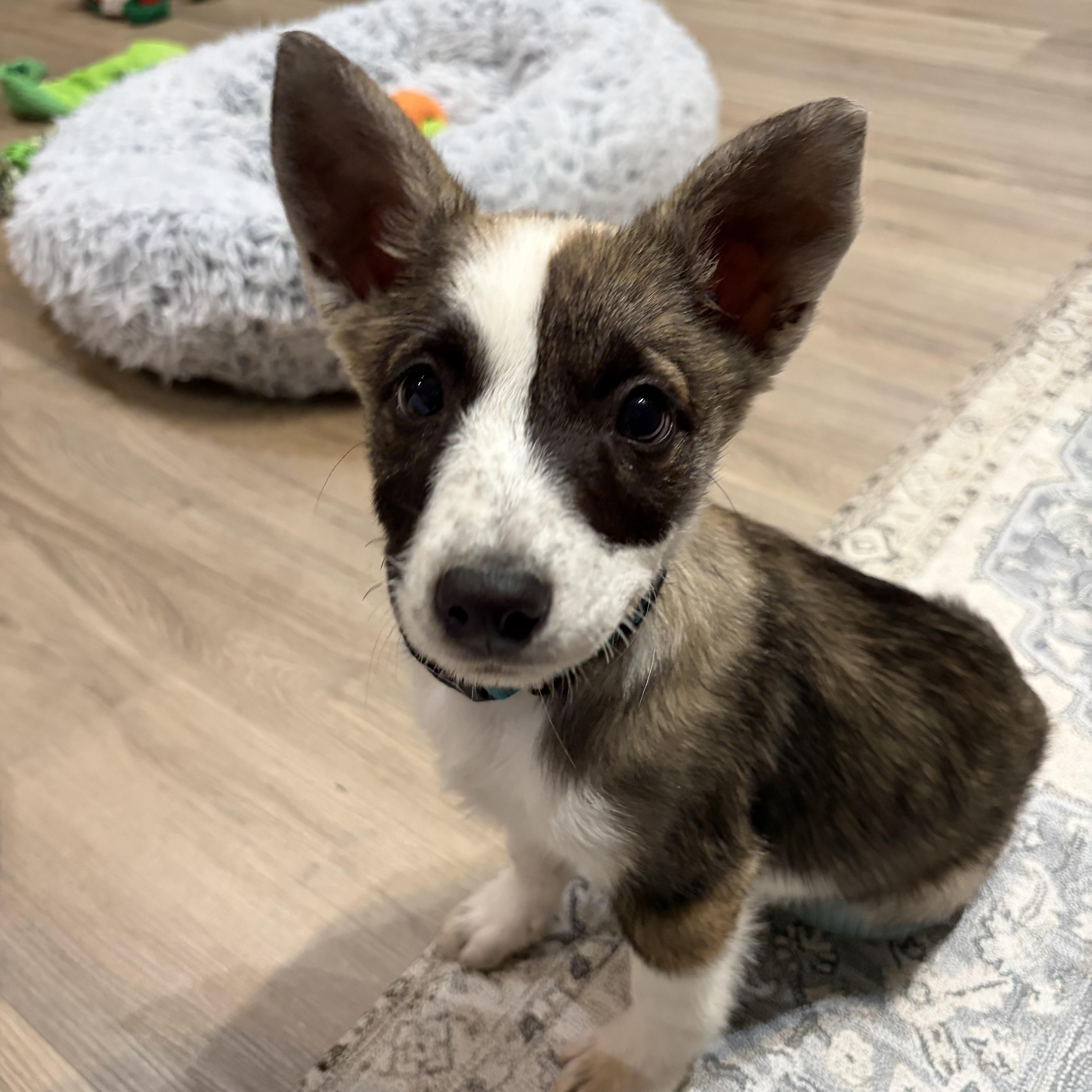 A baby large-sized female Mixed Breed dog named Harlow for adoption in Sioux Falls, SD