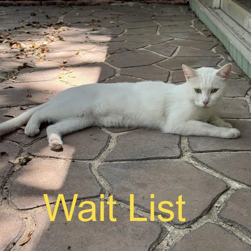 An adult small-sized female White Domestic Short Hair cat named Snowflake for adoption in Lake Jackson, TX