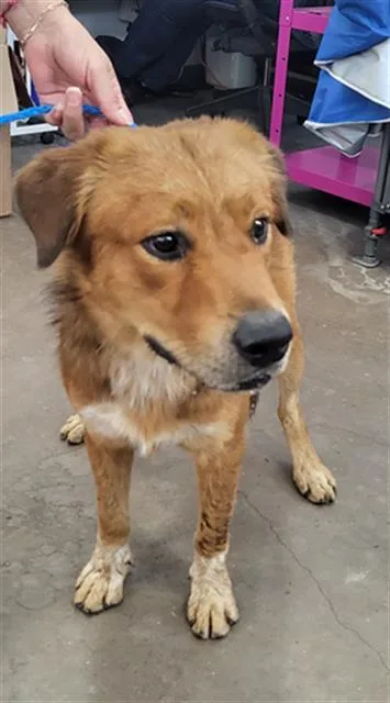 A young large-sized male Mixed Breed dog named Peluche for adoption in Dallas, TX
