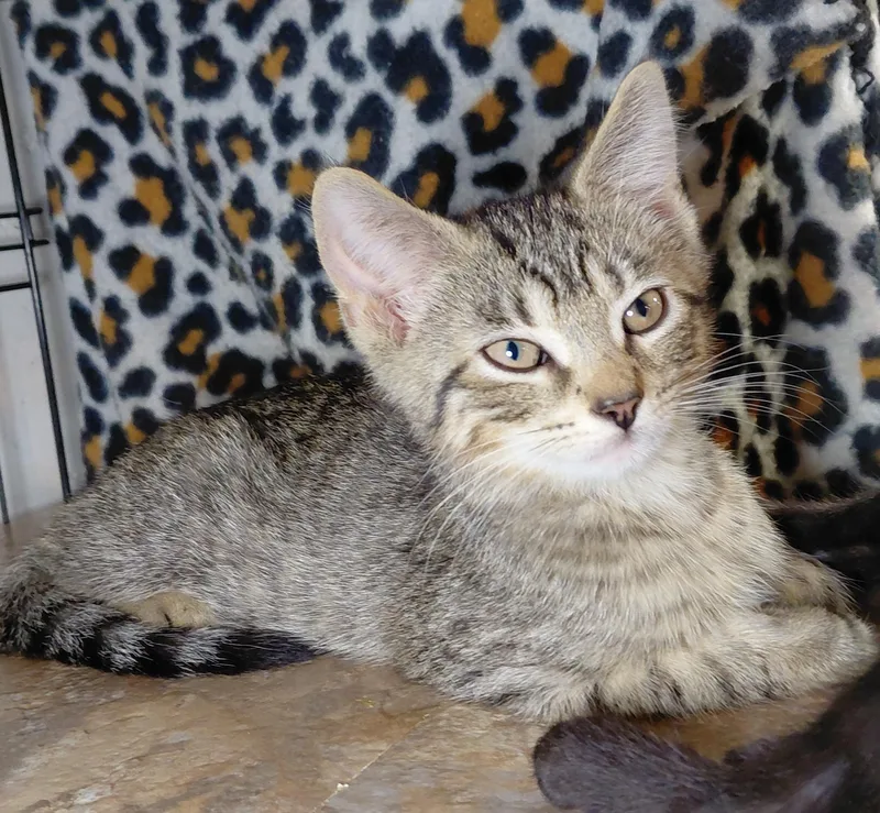 A young medium-sized male Tabby (Gray / Blue / Silver) Domestic Short Hair cat named Penne for adoption in Bethpage, NY