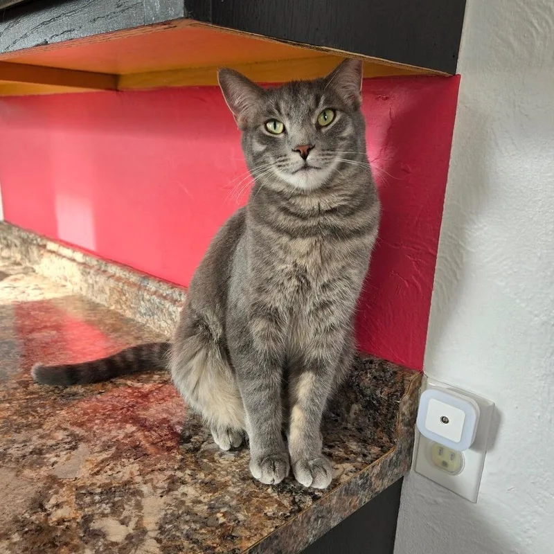 An adult small-sized male Gray / Blue / Silver Domestic Short Hair cat named Boeing for adoption in Greensburg, PA