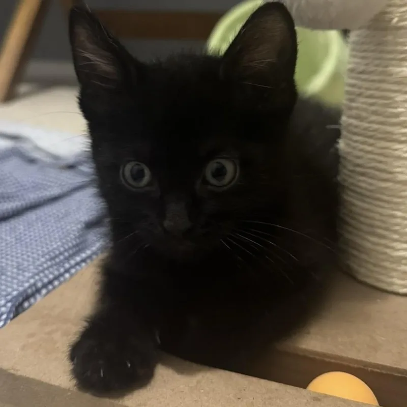 A baby small-sized male Black Domestic Short Hair cat named Onyx Royster for adoption in Morrison, CO