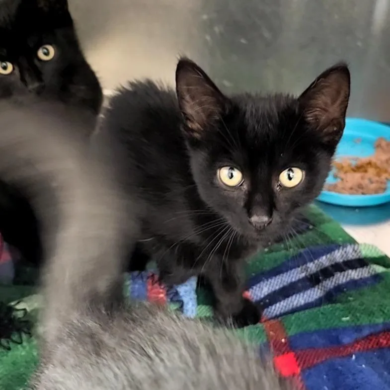 A baby small-sized male Black Domestic Short Hair cat named Dewey for adoption in Monroe, MI
