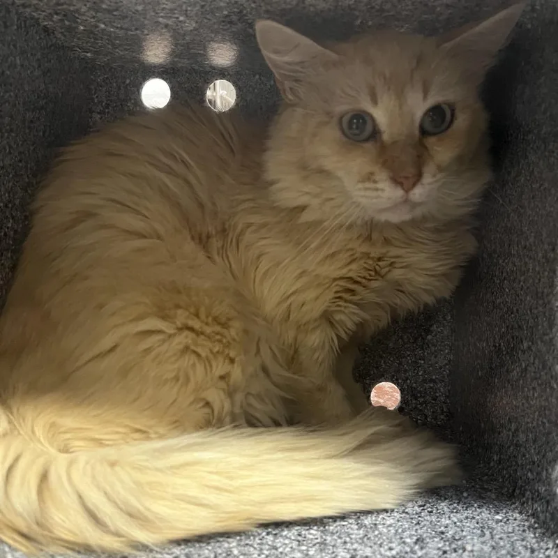 An adult medium-sized male Orange / Red Domestic Long Hair cat named Poach for adoption in Pauls Valley, OK