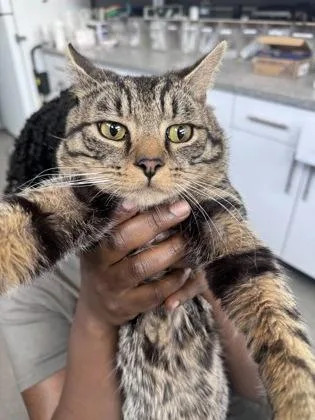 An adult medium-sized male Domestic Short Hair cat named Gemini for adoption in West Chester, PA