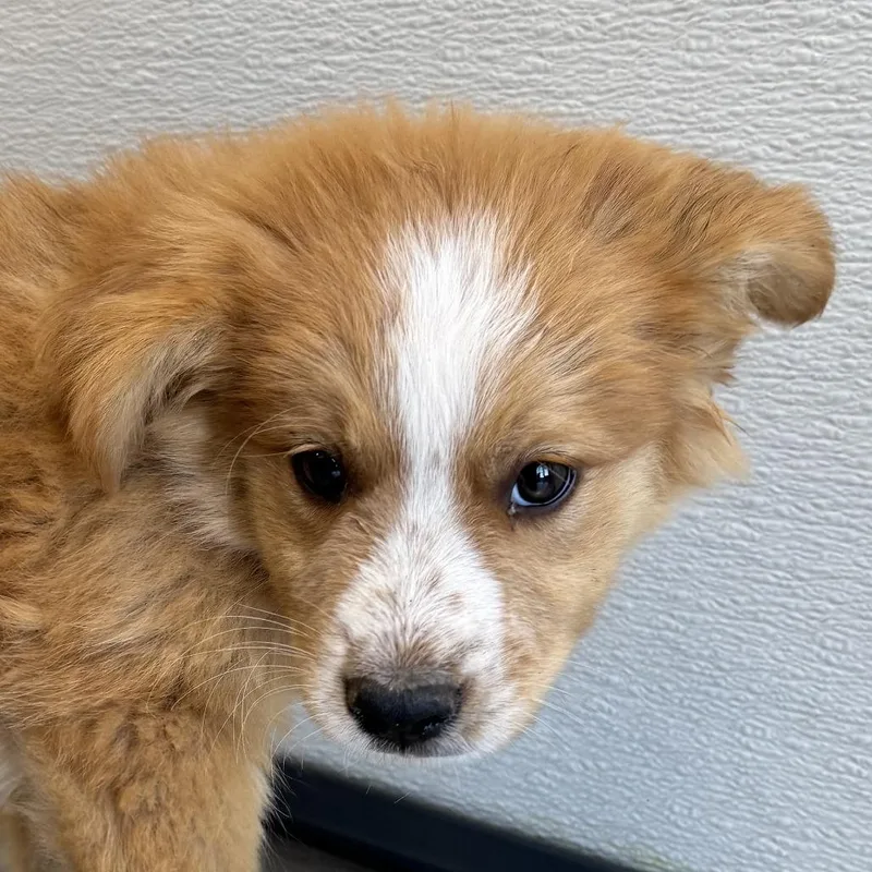 A baby small-sized male Apricot / Beige Mixed Breed dog named Bumblebee for adoption in Las Cruces, NM