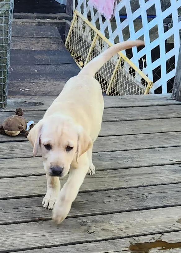 A baby medium-sized female Yellow / Tan / Blond / Fawn Labrador Retriever dog named Millie for adoption in Chicopee, MA