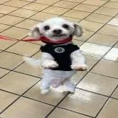 An adult small-sized male White / Cream Bichon Frise dog named Rocky for adoption in Jupiter, FL