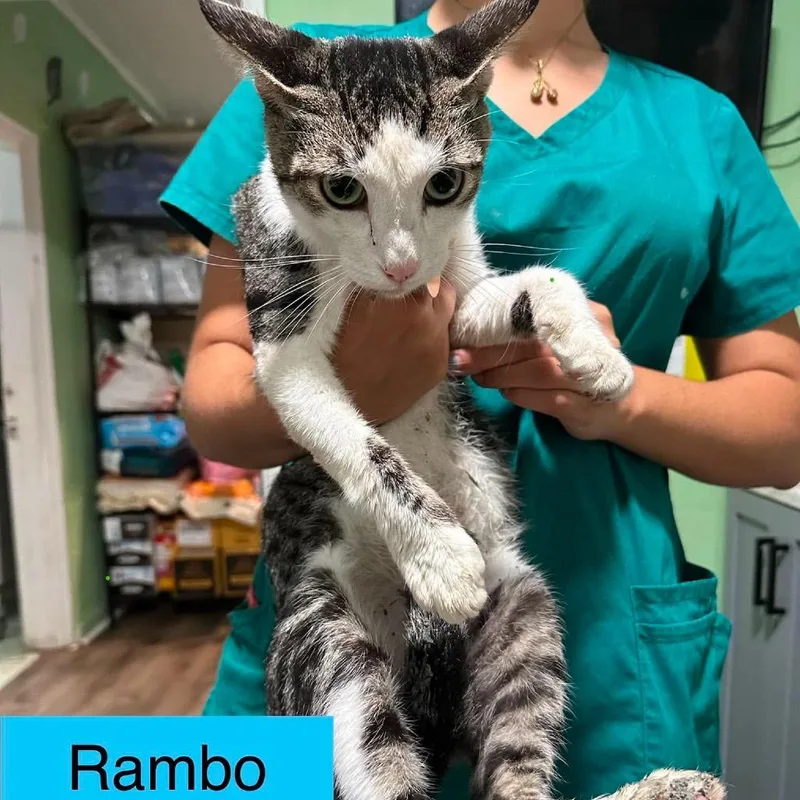 An adult large-sized male White Domestic Short Hair cat named Rambo for adoption in Tampa, FL