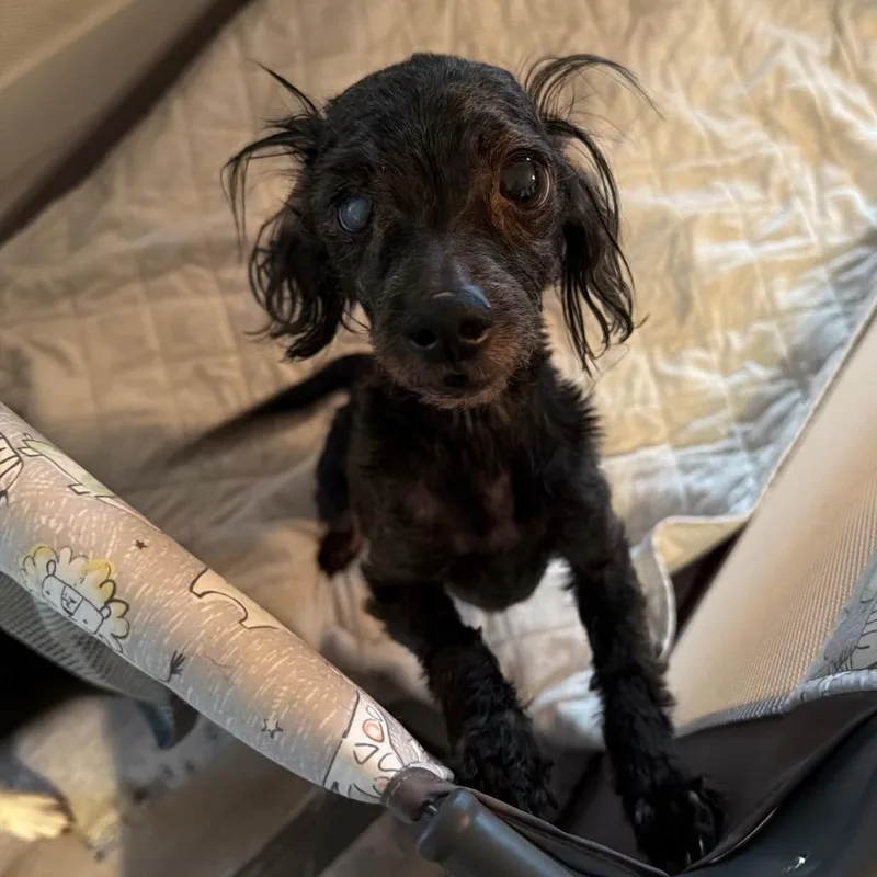 A senior small-sized female Black Miniature Poodle dog named Athena for adoption in Fond Du Lac, WI