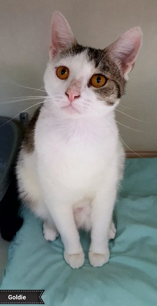 Goldie