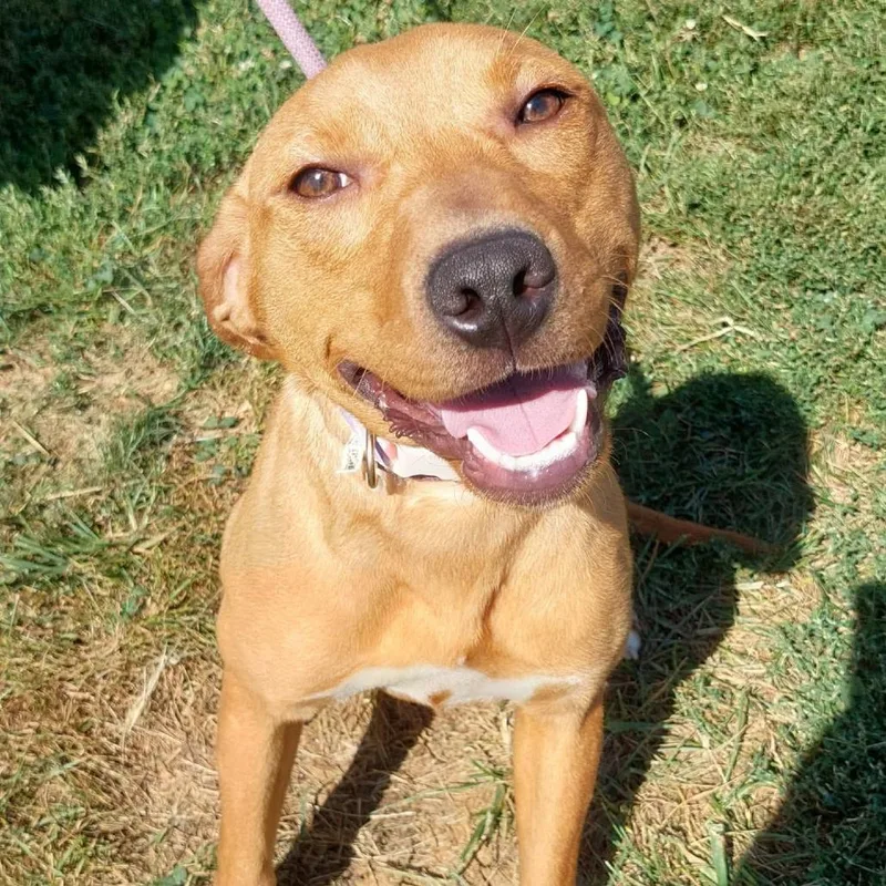 A young medium-sized female Red / Chestnut / Orange Pit Bull Terrier dog named Reba for adoption in Corydon, IN